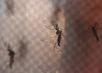 Mortes Por Dengue Na Cidade De Sao Paulo Chegam Ao Gazeta Mercantil