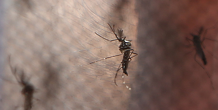 Mortes Por Dengue Na Cidade De Sao Paulo Chegam Ao Gazeta Mercantil