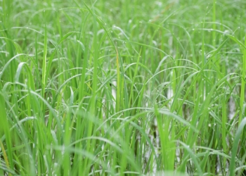 Não Vai Faltar Arroz No Brasil - Gazeta Mercantil