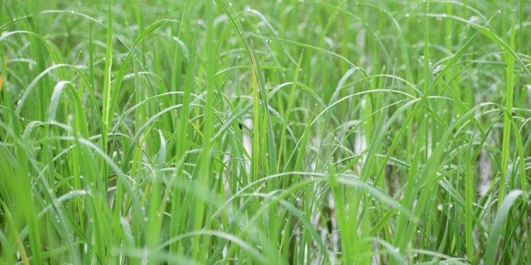 Não vai faltar arroz no Brasil - Gazeta Mercantil