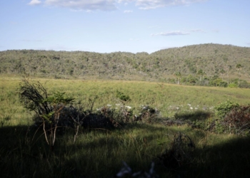 Desmatamento No Cerrado - Gazeta Mercantil