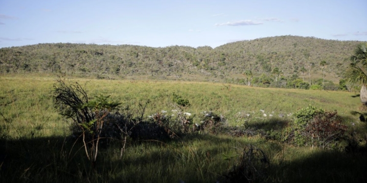 Desmatamento No Cerrado - Gazeta Mercantil