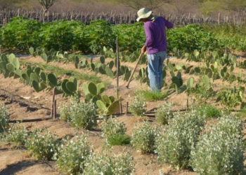 Inadimplencia No Setor Rural - Gazeta Mercantil