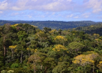 Governo Concederá À Iniciativa Privada Administração E Exploração De Florestas No Pará | Brasil