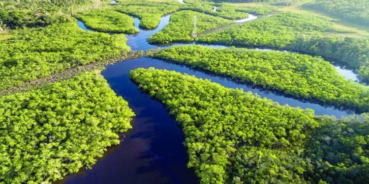 05092023 Dia Amazonia Gazeta Mercantil