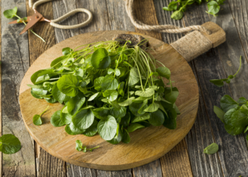 Uma Recente Pesquisa Americana Destaca O Agrião Como O Alimento Mais Saudável Do Mundo, Sendo “Perfeito” Por Seu Alto Valor Nutricional – Istock/Getty Images