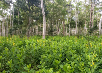 Recuperação Vegetação Brasil - Gazeta Mercantil