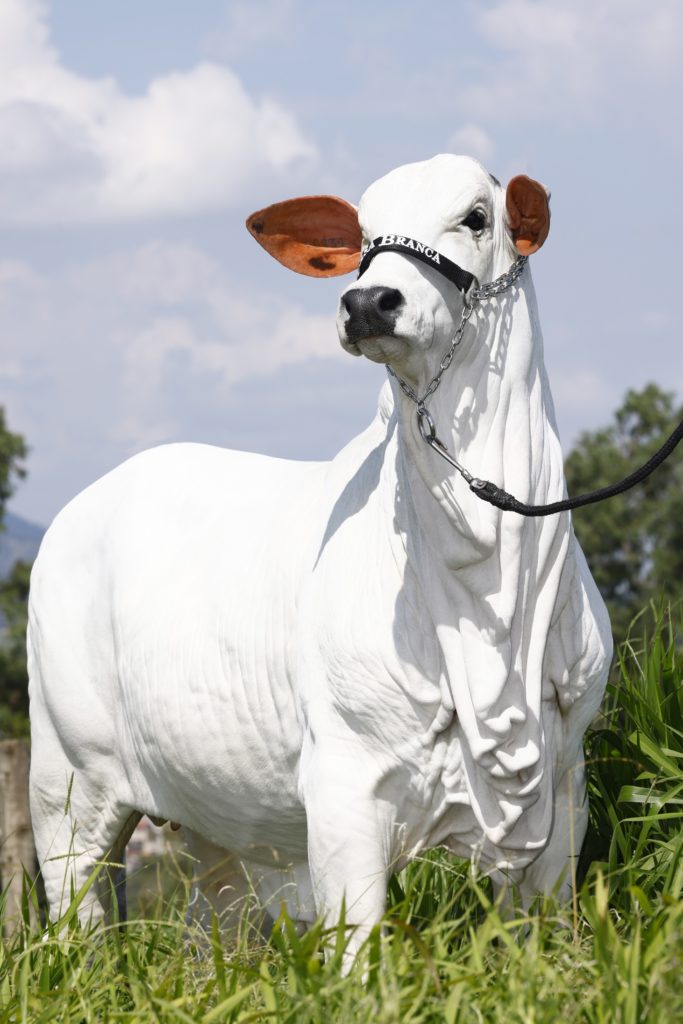 A Vaca Mais Cara Do Mundo: R$ 21 Milhões. O Que Explica? - Gazeta Mercantil - Notícias
