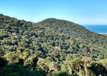 Desmatamento Da Mata Atlantica Cai 86 Em Sc Gazeta Mercantil