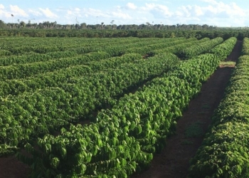 Acordo Brasil China Café - Gazeta Mercantil