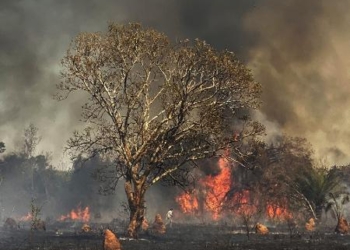 Panta Gazeta Mercantil