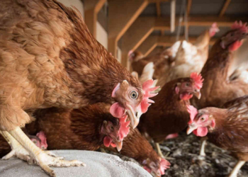 Brasil Aguarda Retirada De Embargo Para Aves Apos Notificar Fim Gazeta Mercantil