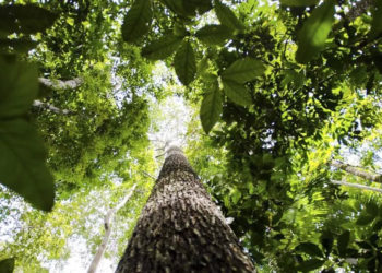 Etf Brasil Amazonia - Gazeta Mercantil