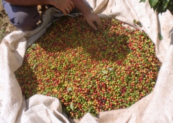 Receita Do Café Em 2025 Deve Chegar A R$ 115,27 Bilhões E Consolida Força Do Agronegócio Brasileiro - Gazeta Mercantil