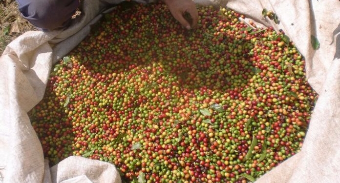 Receita Do Café Em 2025 Deve Chegar A R$ 115,27 Bilhões E Consolida Força Do Agronegócio Brasileiro - Gazeta Mercantil