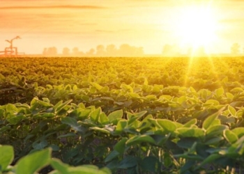 Snfz11 Paga R$ 0,10, Chega A 12 Mil Cotistas E Reforça Tração No Agronegócio - Gazeta Mercantil