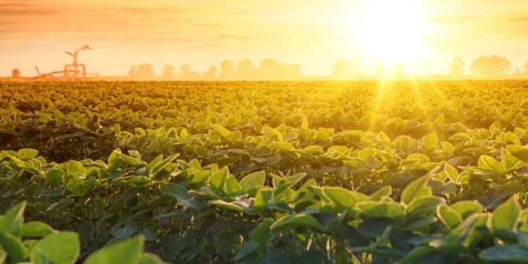 Snfz11 Paga R$ 0,10, Chega A 12 Mil Cotistas E Reforça Tração No Agronegócio - Gazeta Mercantil