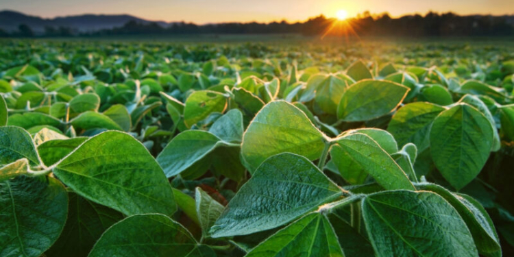 Snag11 Anuncia R$ 0,15 Por Cota, Alcança 125 Mil Cotistas E Reforça Atratividade Do Fiagro Na B3 - Gazeta Mercantil