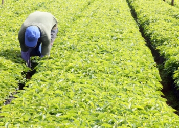 Trade Do Dia: Estratégia Com Agro3 Mira Ganho Rápido De Até 8% - Gazeta Mercantil