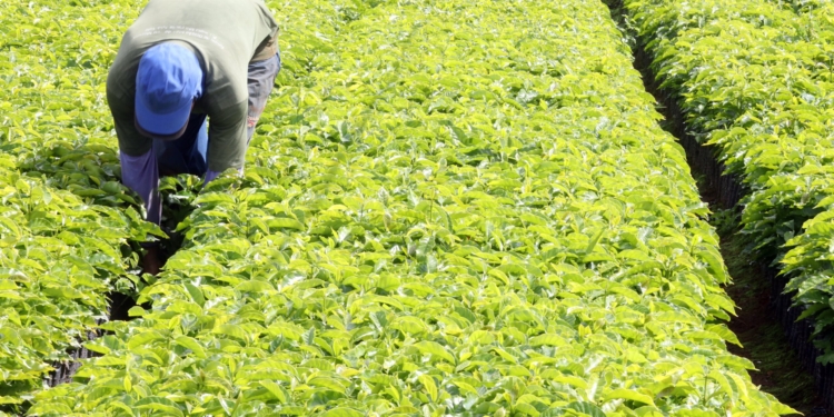 Trade Do Dia: Estratégia Com Agro3 Mira Ganho Rápido De Até 8% - Gazeta Mercantil