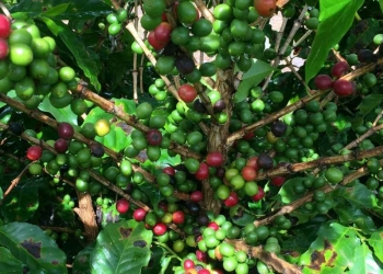 Igp-10 Fevereiro 2025 - Gazeta Mercantil