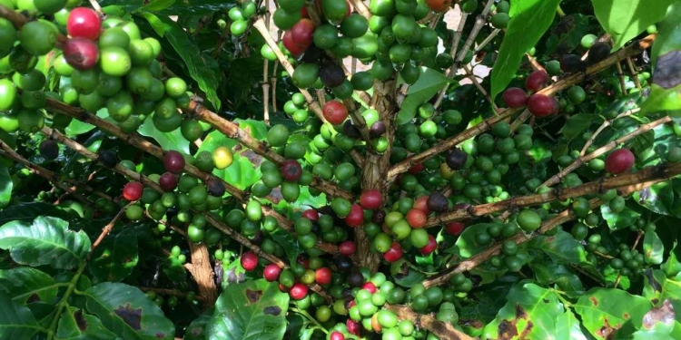 Igp-10 Fevereiro 2025 - Gazeta Mercantil