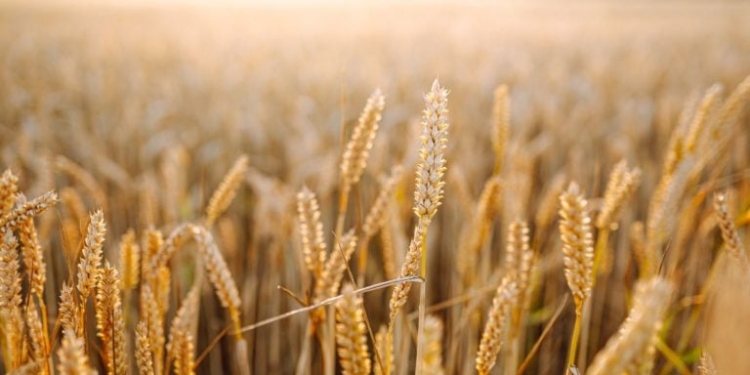 Queda No Preço Dos Alimentos