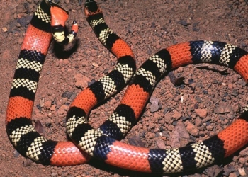 Qual O Significado De Sonhar Com Cobra - Gazeta Mercantil