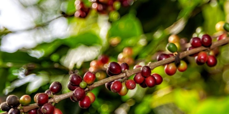 Crédito Rural Café - Gazeta Mercantil - Economia