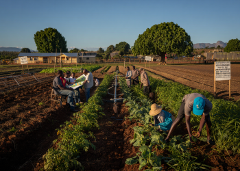 Reforma Agrária Na África Do Sul Como Donald Trump Está Impactando A Política De Distribuição De Terras - Gazeta Mercantil