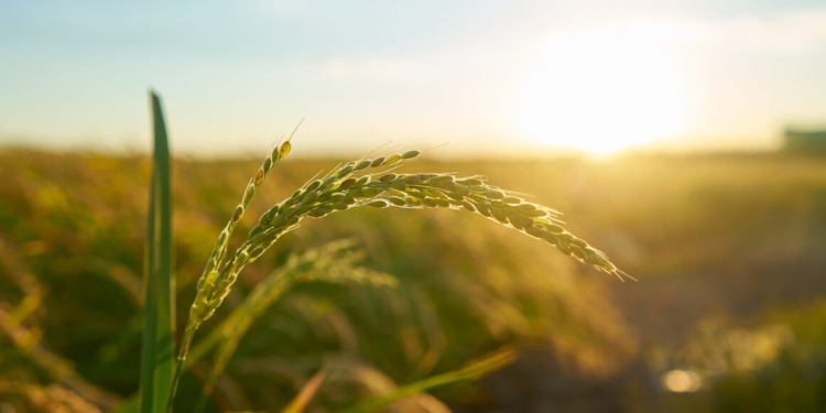 Vcra11 Lidera Fiagros Em Abril Com Yield De 1,67% E Pagamento De R$ 1,07 Por Cota - Gazeta Mercantil