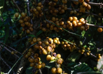 694 Produtos Brasileiros Isentos De Tarifa Nos Eua: Veja A Lista Completa E Os Impactos No Brasil Gazeta Mercanil - Economia