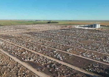 Captar Agrobusiness Investe R$ 1,2 Bilhão Para Revolucionar Exportação De Carnes No Oeste Da Bahia Gazeta Mercantil