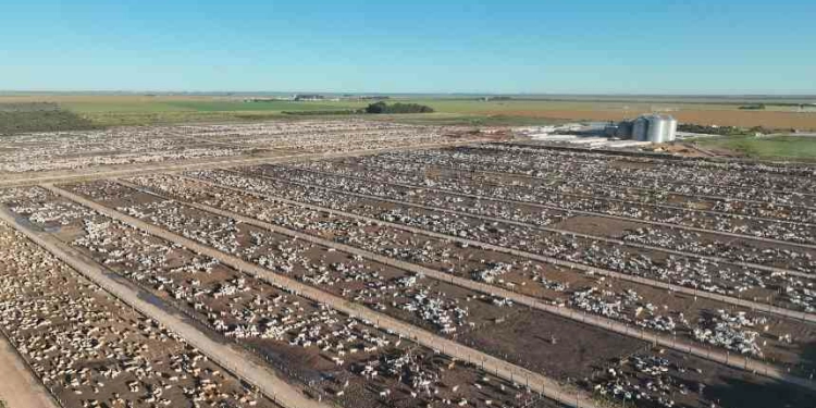 Captar Agrobusiness Investe R$ 1,2 Bilhão Para Revolucionar Exportação De Carnes No Oeste Da Bahia Gazeta Mercantil