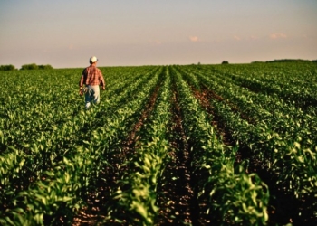 Ministério Da Agricultura Endurece Regras Para Produtos Agropecuários Em Bagagens - Gazeta Mercantil