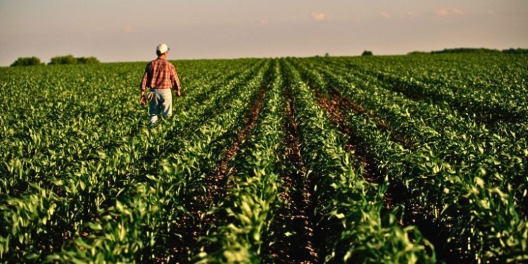 Ministério Da Agricultura Endurece Regras Para Produtos Agropecuários Em Bagagens - Gazeta Mercantil