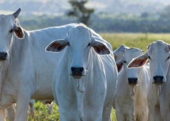 Ciclo Do Boi Explica Queda Da Picanha Em 2025 E Alta Da Carne Em 2026 - Gazeta Mercantil