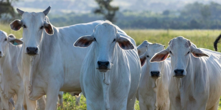 Ciclo Do Boi Explica Queda Da Picanha Em 2025 E Alta Da Carne Em 2026 - Gazeta Mercantil
