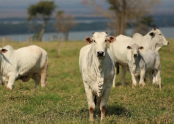 União Europeia Veta Carnes Do Brasil E Ameaça Exportações De Us$ 1,8 Bilhão Ao Ano - Gazeta Mercantil