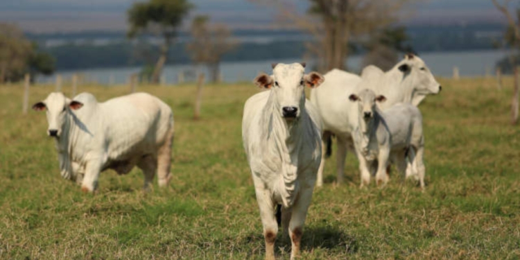 União Europeia Veta Carnes Do Brasil E Ameaça Exportações De Us$ 1,8 Bilhão Ao Ano - Gazeta Mercantil