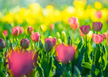 Primavera 2025: Frente Fria, Temporais E La Niña Marcam A Estação Das Flores No Brasil - Gazeta Mercantil