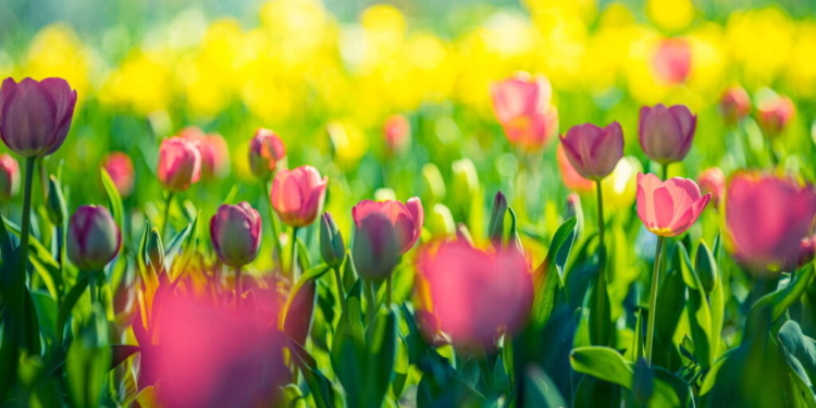Primavera 2025: Frente Fria, Temporais E La Niña Marcam A Estação Das Flores No Brasil - Gazeta Mercantil