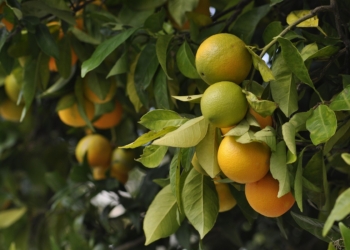 Preço Da Laranja Cai Em Novembro Com Menor Demanda Externa E Maior Oferta No Mercado Interno - Gazeta Mercantil