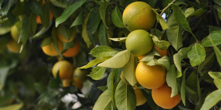 Preço Da Laranja Cai Em Novembro Com Menor Demanda Externa E Maior Oferta No Mercado Interno - Gazeta Mercantil
