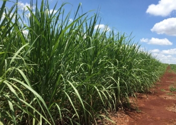 Produção De Etanol Na Índia Acelera Após Liberação De Insumos - Gazeta Mercantil - Internacional