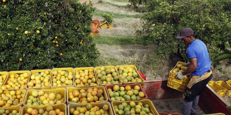 Produção de laranja avança 28% e deve impulsionar o PIB do agronegócio 2026 1 GAZETA MERCANTIL Produção De Laranja Avança 28% E Deve Impulsionar O Pib Do Agronegócio Em 2026 - Gazeta Mercantil - Agronegócio