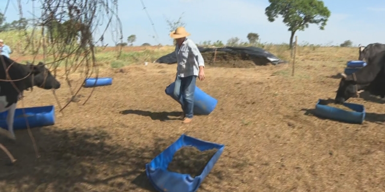 Brasil E Japão Firmam Acordo De Cooperação Para Recuperar 40 Milhões De Hectares De Pastagens Degradadas - Gazeta Mercantil
