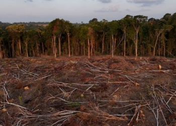 Desmatamento No Cerrado Já Destruiu Quase Metade Da Vegetação Nativa Em 40 Anos - Gazeta Mercantil
