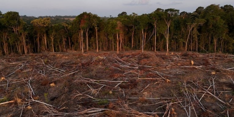 Desmatamento No Cerrado Já Destruiu Quase Metade Da Vegetação Nativa Em 40 Anos - Gazeta Mercantil