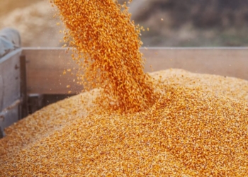 Usda Reduz Milho E Soja A 63%; Calor Ameaça Fase Decisiva Da Safra Dos Eua - Gazeta Mercantil